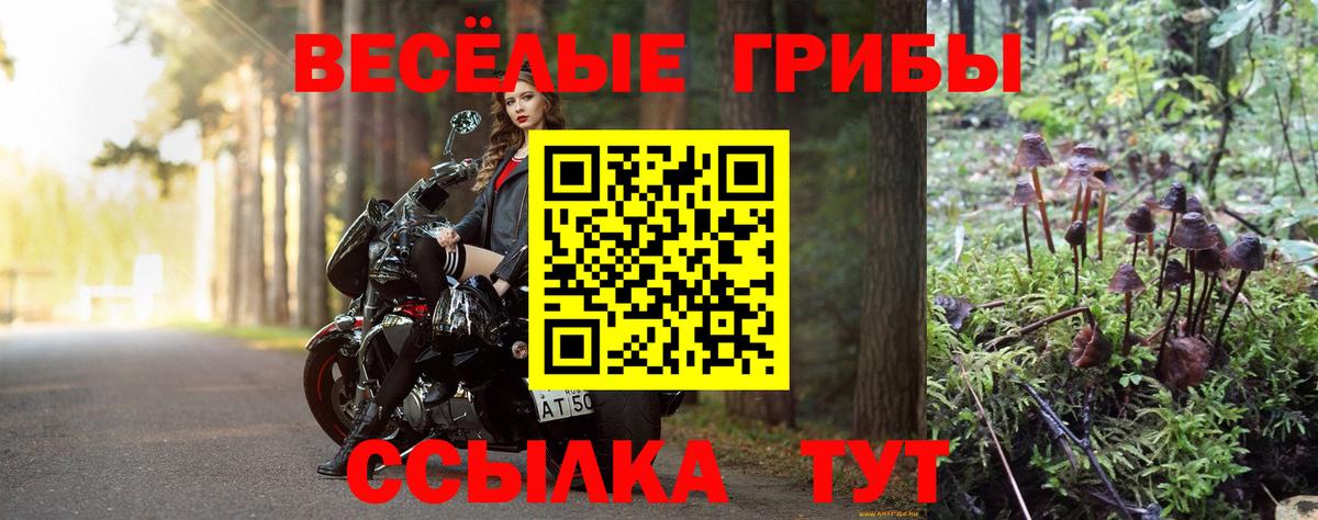 Псилоцибиновые грибы мицелий Сосновый Бор